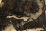 Polished, Petrified Wood (Metasequoia) Stand Up - Oregon #193911-2